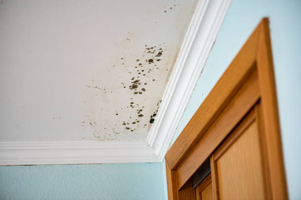 Best Insurance-Related Mold Remediation in Deshler, OH