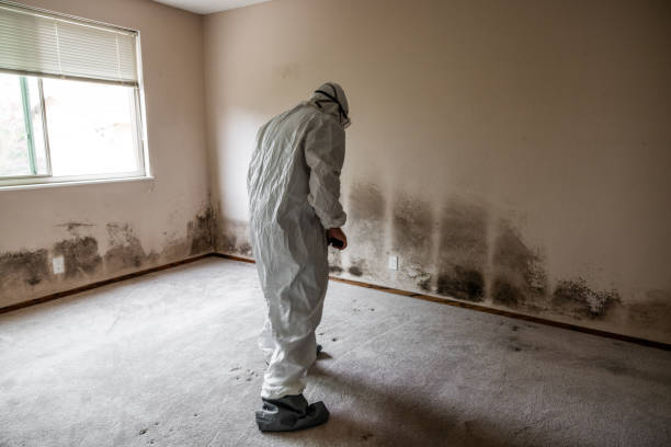 Best Health and Safety Mold Remediation in Deshler, OH